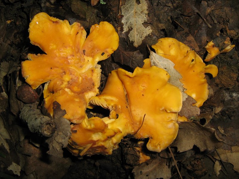 Bosco di Chiusi